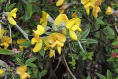 Piptanthus nepalensis